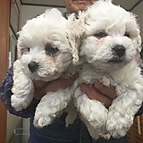 マージナルマン