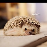 かんちゃん