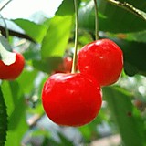 さくらドロップ