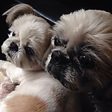 ゴン太とプー太