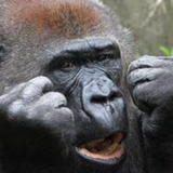 ゴリラのプリンセス