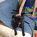 ハウリングーニーズ