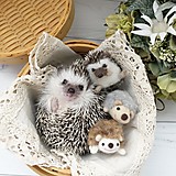 ラドファミリー