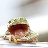 ゆらゆらこんぶ