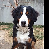Bernese