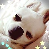 クッキー&マカロン