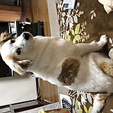 りゅんりゅんご飯