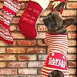 フレンチブルドック