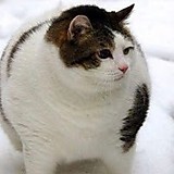 永遠のでぶねこ民