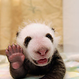 エル・コラソン