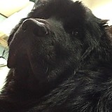 ウィリアムズミチ