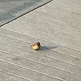 マフラー栗しぐれ