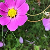 チーはなちゃん