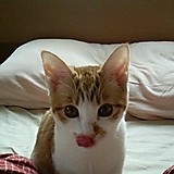 初瀬野あるふぁ