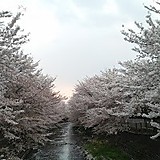 サクラサクサク