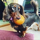 あおっちゃん（aoi）