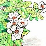 サカイフミヒロ