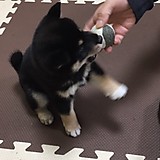 なのはなな
