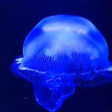 たけやぶやけた