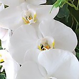 エンジェルハート