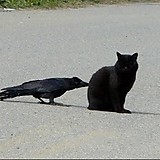 山信田一輝（Yamashigen）