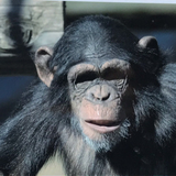 エルビス・ノックアウト