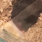 雑魚バラギアラ