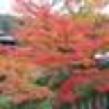 シネマディクト