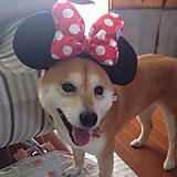 バンビーちゃん