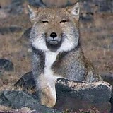 マグダヴィッシュ