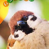 映画好きなスズメちゃん