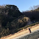 マグロの煮たやつ