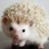 ハリーハリハリ