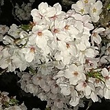 ゆっくりミルキー