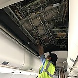 チヲナガスクジラ