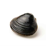 しじみの短い感想文