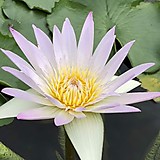 ひみつのアッコ