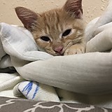 ニューレイヤー