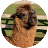 アルパカオメガ(αωo)r