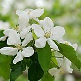 アンディぴっと