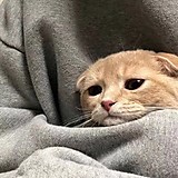 ハクウンショウ