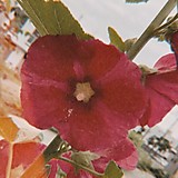 ゴンザレス山田