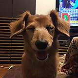 ヤスダ ユースケ