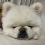 レイチェル・ぽ