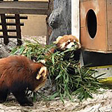 もぎたてパイナップル