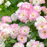 Truong Thi Thuy Tham