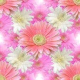 airingoあいりんご