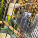 ハンマーカンマー