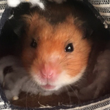 ハムスター大好き