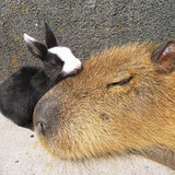 ニューギニアの星